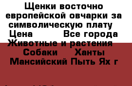 Щенки восточно европейской овчарки за символическую плату › Цена ­ 250 - Все города Животные и растения » Собаки   . Ханты-Мансийский,Пыть-Ях г.